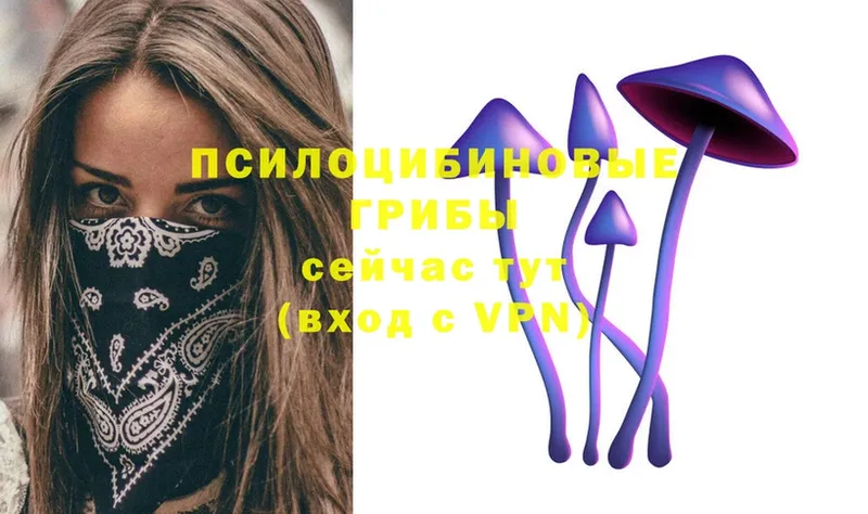 Псилоцибиновые грибы Psilocybe  Лабинск 